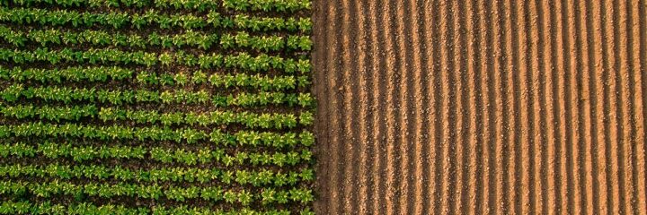 AI in Agriculture