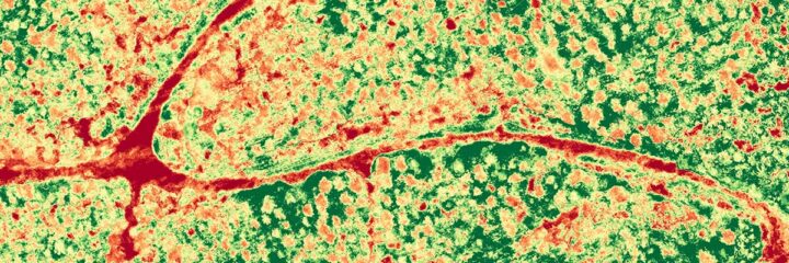 RGB vs Multispectral
