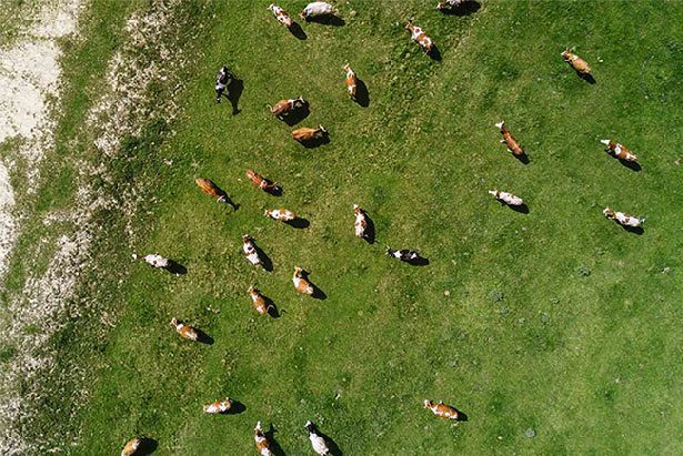 Drone Photography Services For Livestock Management