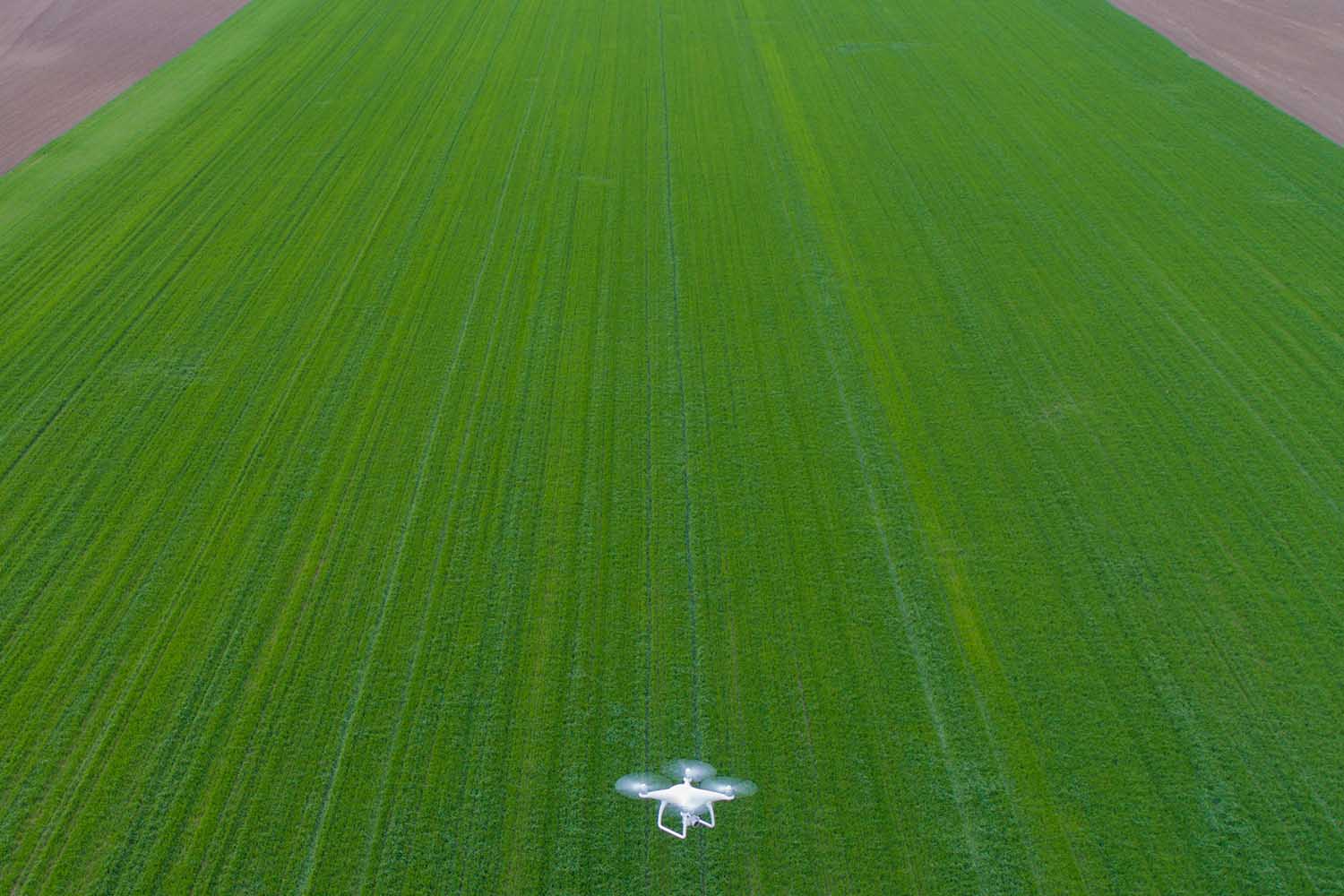 Drone Flying Over Wheat Field